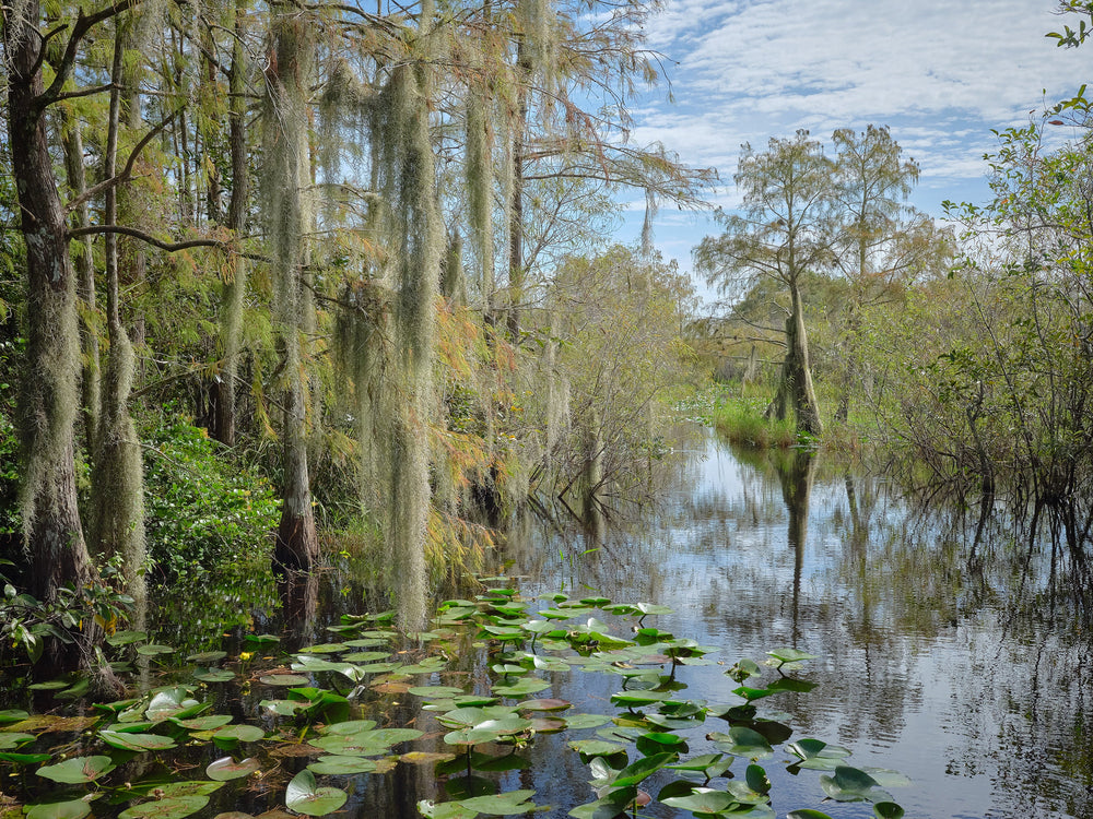 Everglades