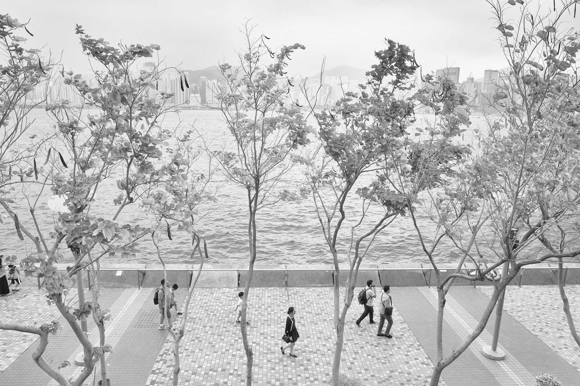 Victoria Harbor and Trees