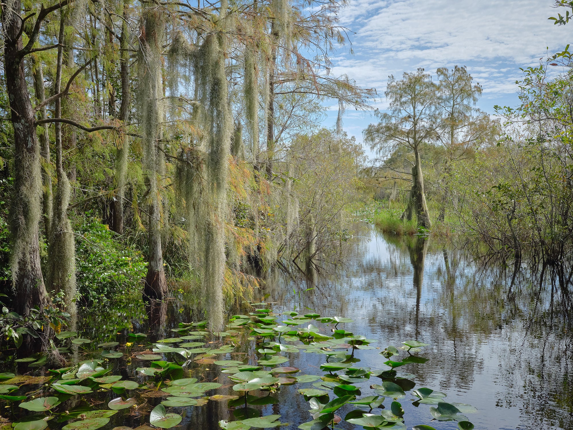 A scenic view of the Everglades with lush greenery, water, and trees with hanging moss.
