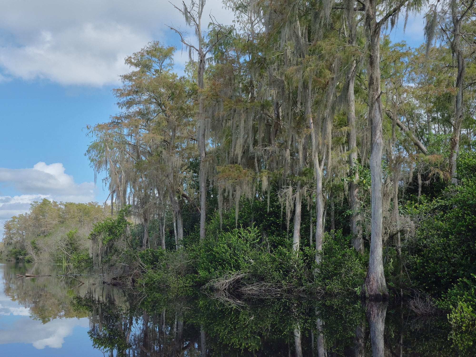 A scenic view of the Everglades with water, trees, and hanging moss.