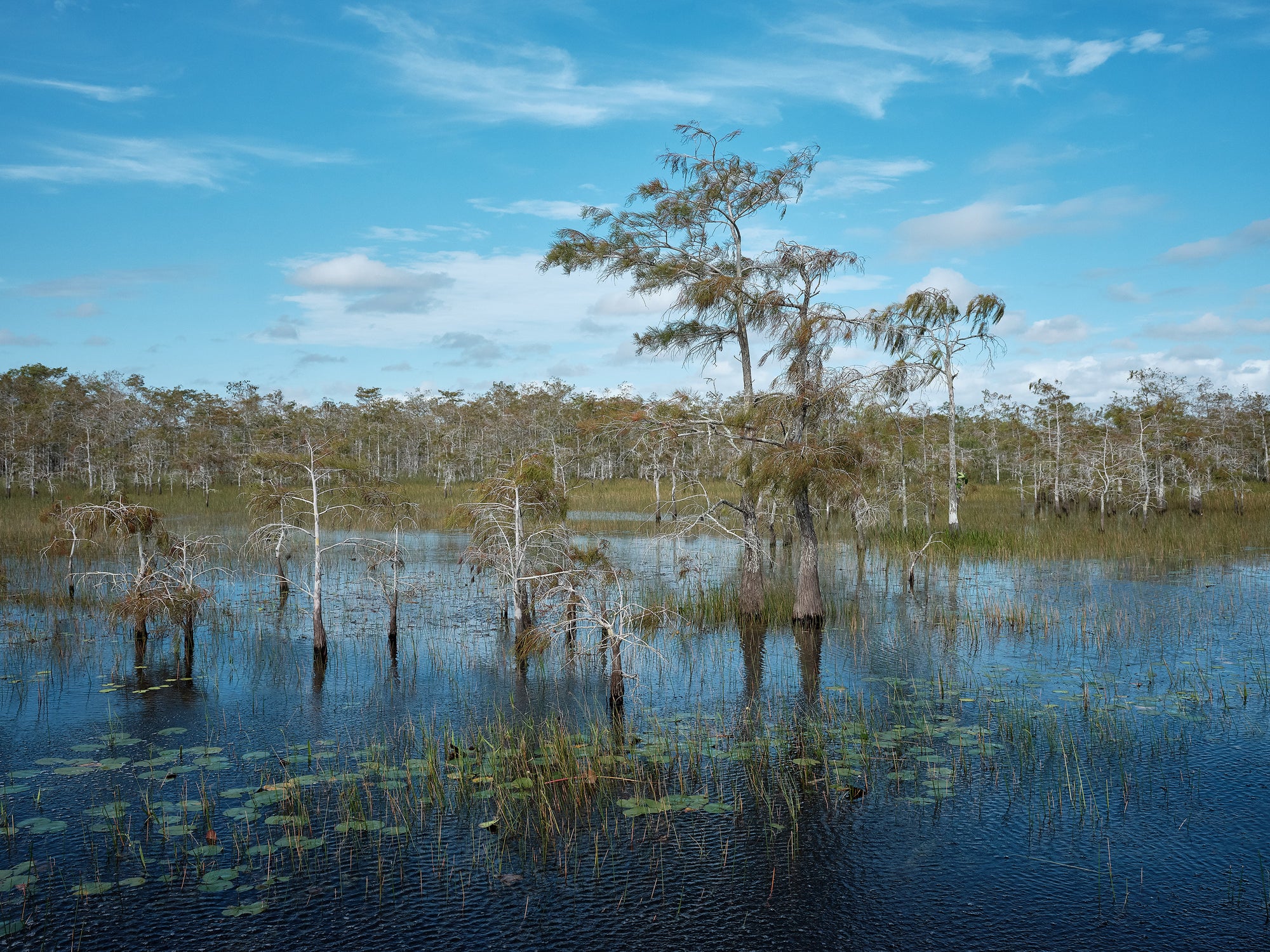 A landscape photo of the Everglades featuring water, sawgrass, and cypress trees against a blue sky.