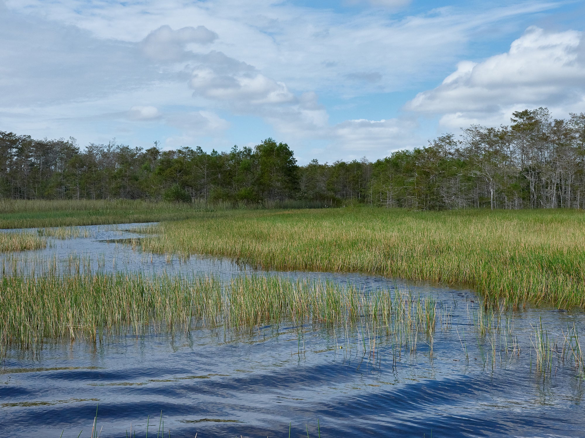 A scenic view of the Everglades with water and sawgrass in the foreground and cypress trees in the background.
