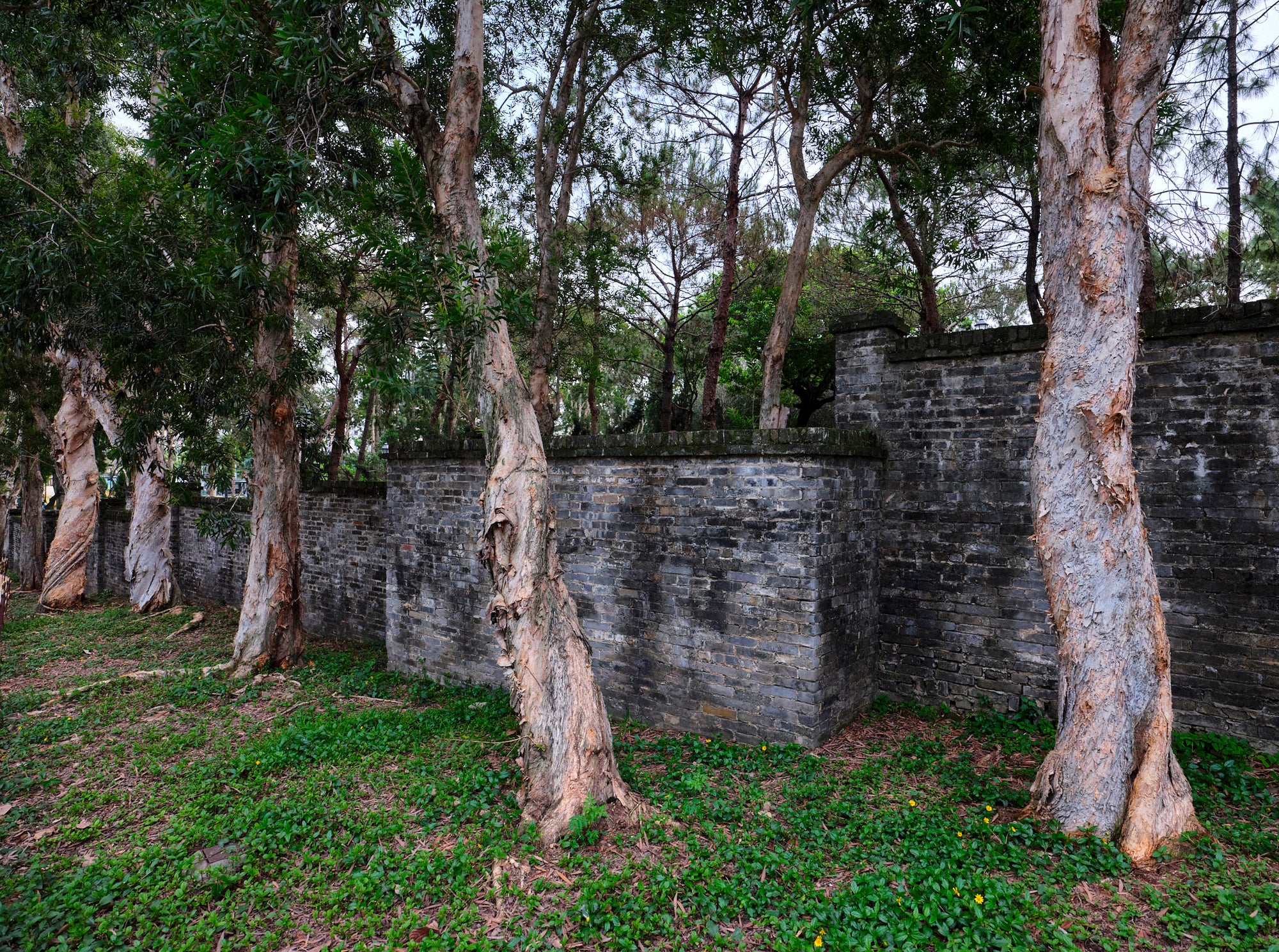 Color photo of Kowloon Walled City Park in Hong Kong, featuring stone wall ruins and tall eucalyptus trees with peeling bark, set in a grassy area, shot with Fuji  digital medium format.
